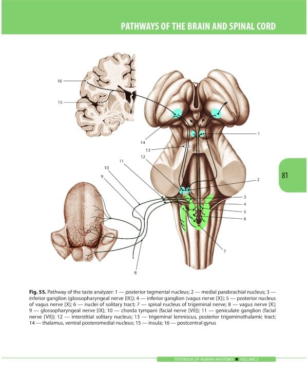 Textbook of Human Anatomy. In 3 vol. Vol. 3: Nervous system. Esthesiology: на англ.яз