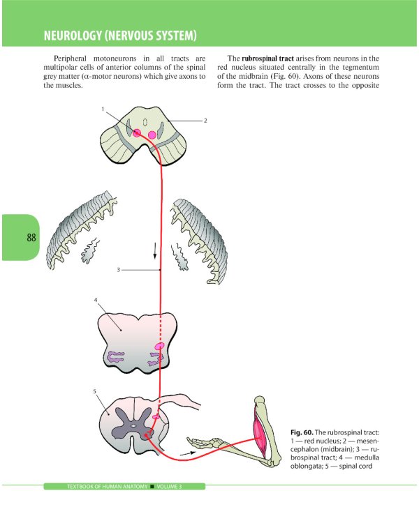 Textbook of Human Anatomy. In 3 vol. Vol. 3: Nervous system. Esthesiology: на англ.яз