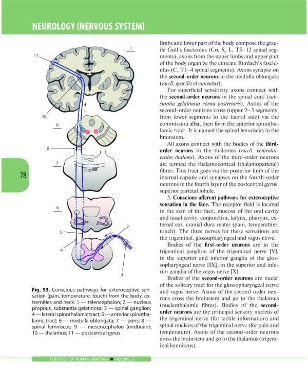 Textbook of Human Anatomy. In 3 vol. Vol. 3: Nervous system. Esthesiology: на англ.яз