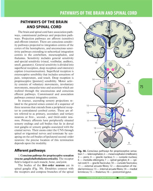 Textbook of Human Anatomy. In 3 vol. Vol. 3: Nervous system. Esthesiology: на англ.яз