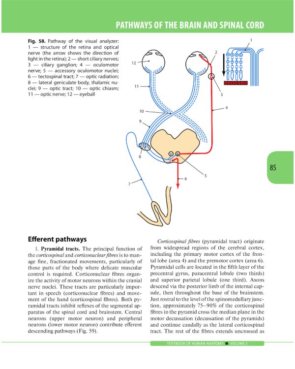 Textbook of Human Anatomy. In 3 vol. Vol. 3: Nervous system. Esthesiology: на англ.яз