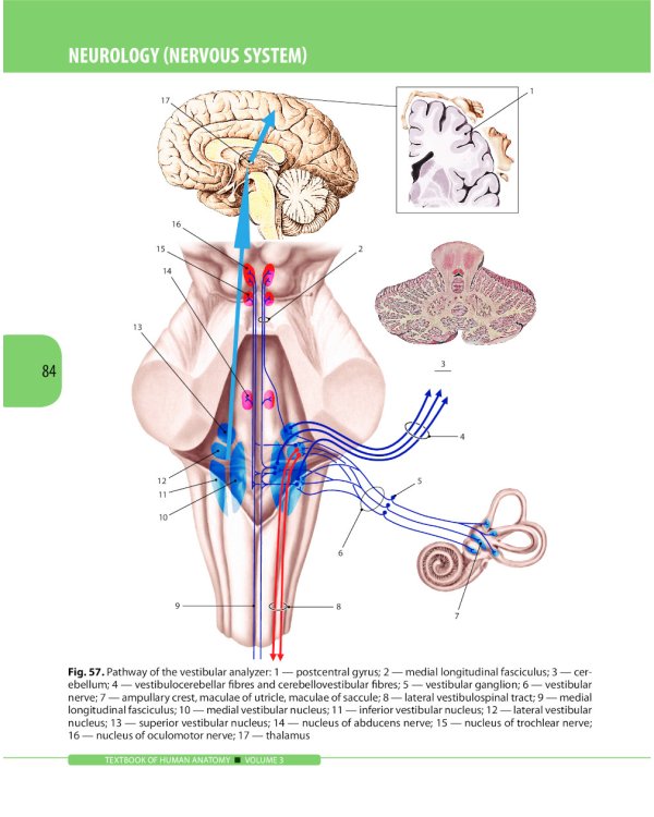 Textbook of Human Anatomy. In 3 vol. Vol. 3: Nervous system. Esthesiology: на англ.яз
