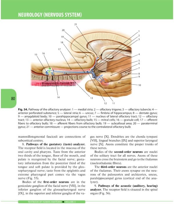 Textbook of Human Anatomy. In 3 vol. Vol. 3: Nervous system. Esthesiology: на англ.яз