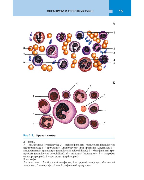 Атлас анатомии и физиологии человека: Учебное пособие. 3-е изд