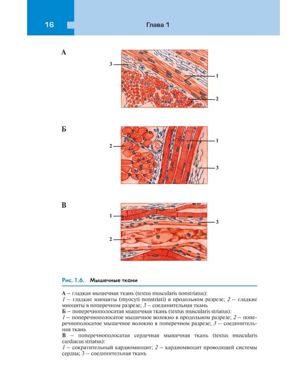 Атлас анатомии и физиологии человека: Учебное пособие. 3-е изд