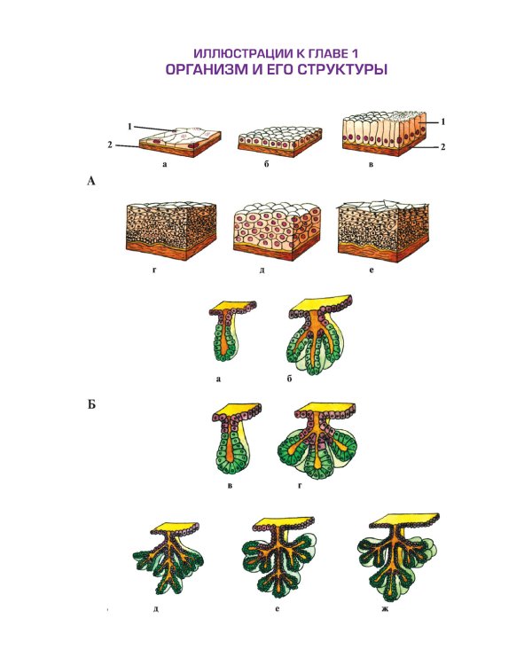 Атлас анатомии и физиологии человека: Учебное пособие. 3-е изд