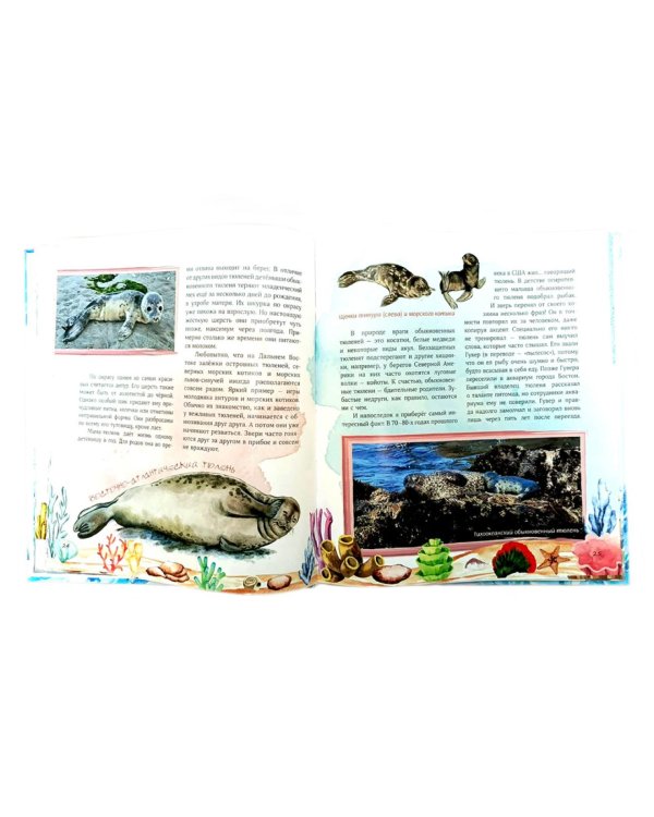 Тюлень Ластик и его друзья