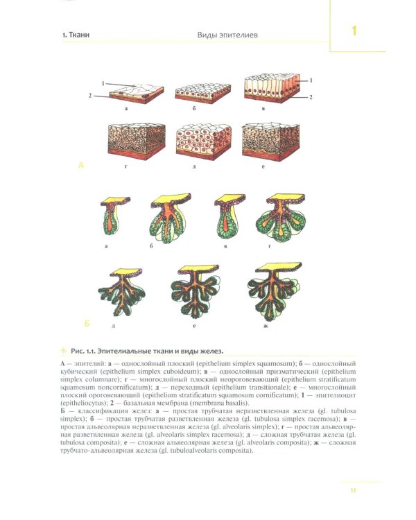 Универсальный атлас анатомии человека: Учебное пособие для студентов медицинских учебных заведений
