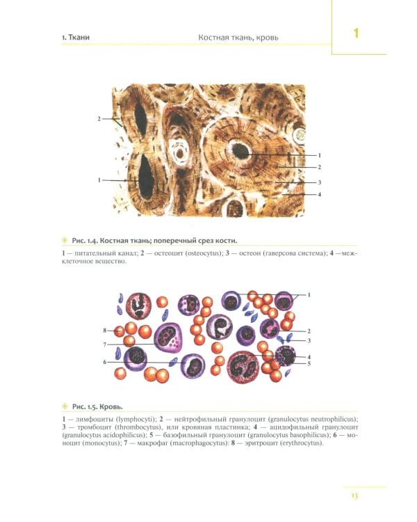 Универсальный атлас анатомии человека: Учебное пособие для студентов медицинских учебных заведений