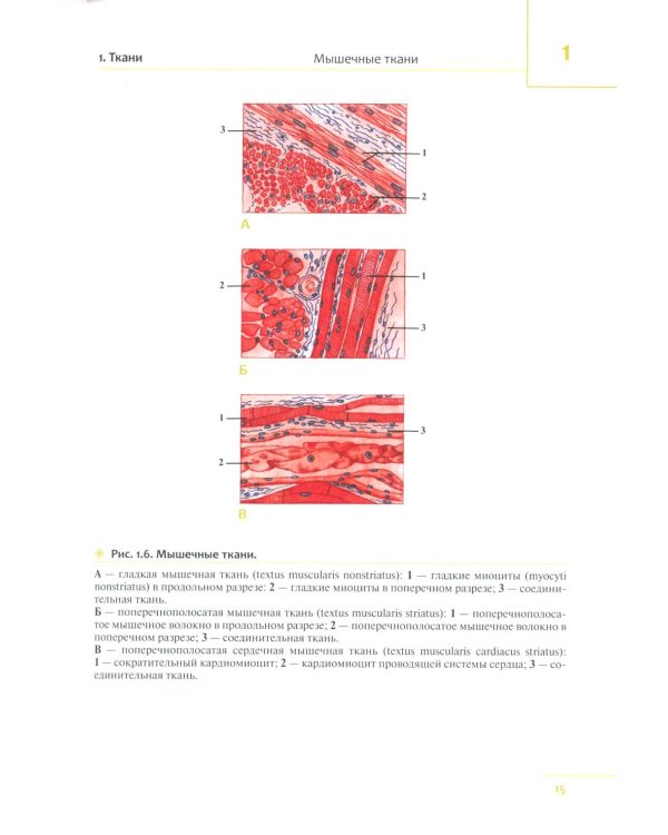 Универсальный атлас анатомии человека: Учебное пособие для студентов медицинских учебных заведений