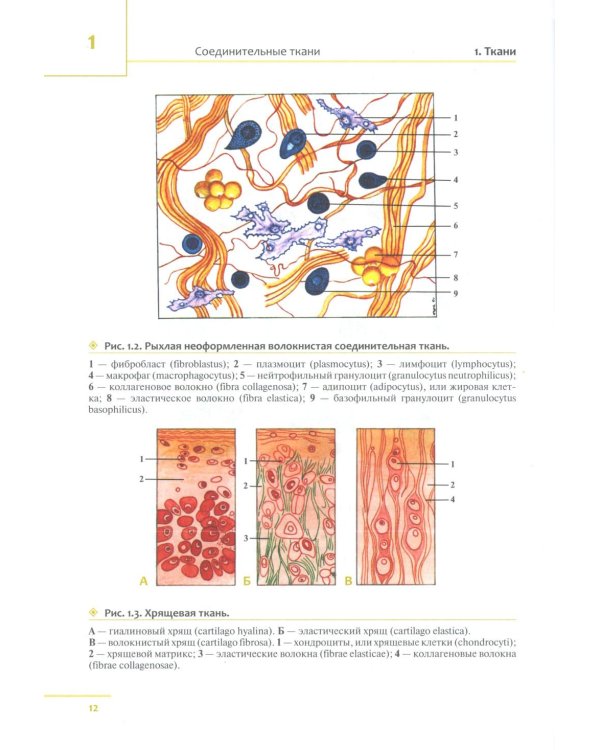 Универсальный атлас анатомии человека: Учебное пособие для студентов медицинских учебных заведений