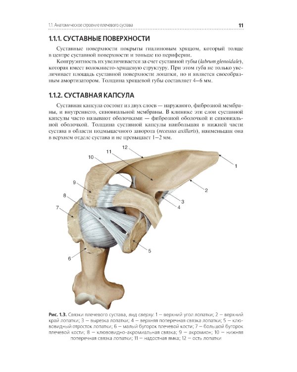 Клиническая анатомия крупных суставов: руководство для врачей