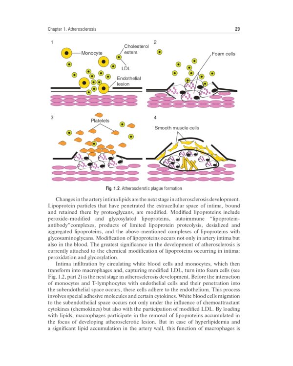 Internal Diseases: textbook. In 2 v. Vol. 1: на англ.языке. 4-е изд. перераб.