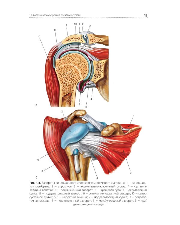 Клиническая анатомия крупных суставов: руководство для врачей