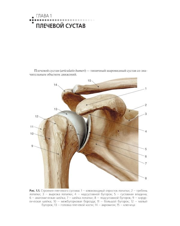 Клиническая анатомия крупных суставов: руководство для врачей