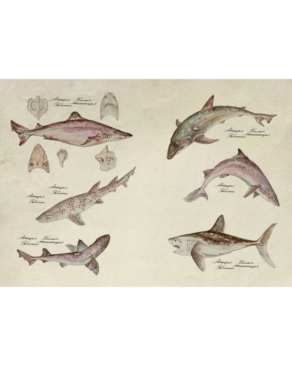 Гастрономическая энциклопедия Ларусс: В 15 т. Т. 1: Кн. 1-2 (комплект из 2-х книг)