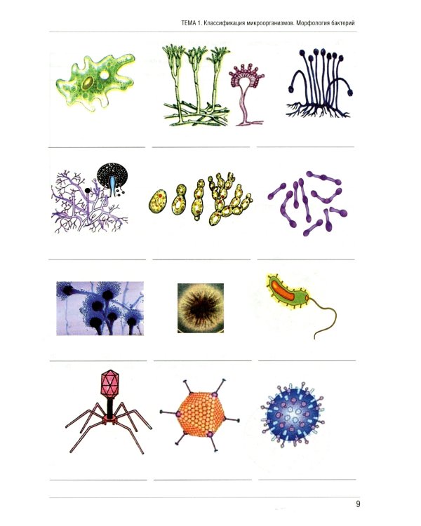 Основы микробиологии и иммунологии: рабочая тетрадь для внеаудиторной работы: Учебное пособие