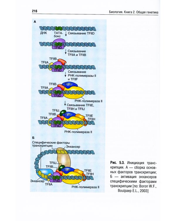 Биология: Учебник. В 8 кн. Кн. 2: Общая генетика