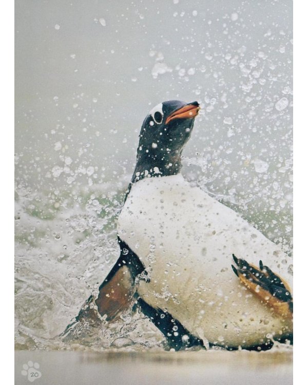 Animal Antics : the silly things animals do