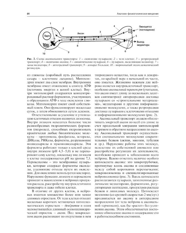 Нервные болезни: Учебник. 13-е изд
