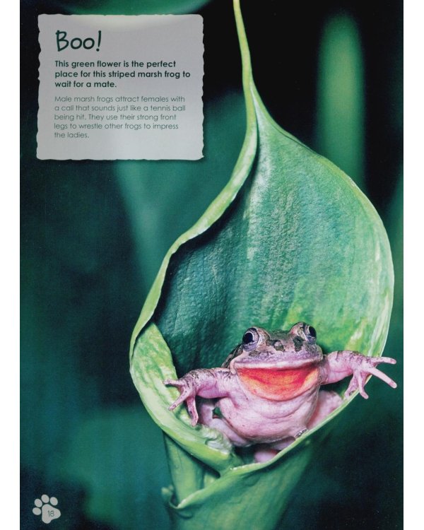 Animal Antics : the silly things animals do