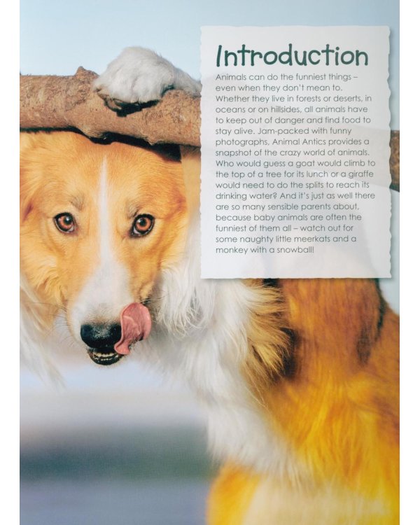 Animal Antics : the silly things animals do