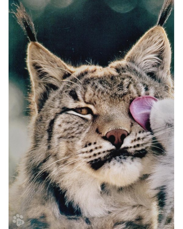 Animal Antics : the silly things animals do