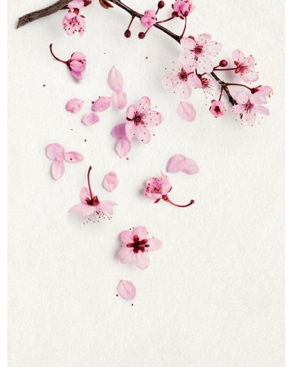 Kokoro. Японское искусство мягких перемен