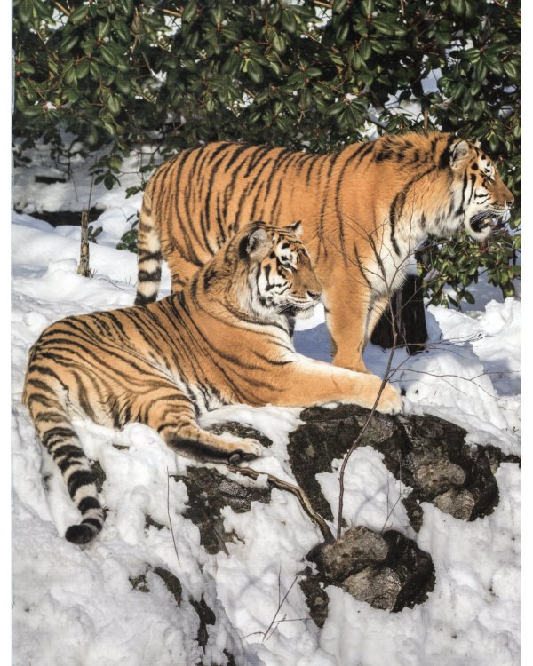 Кто в лесу живет?