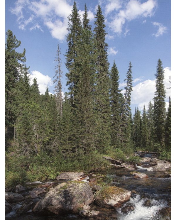 Кто в лесу живет?