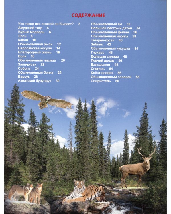 Кто в лесу живет?
