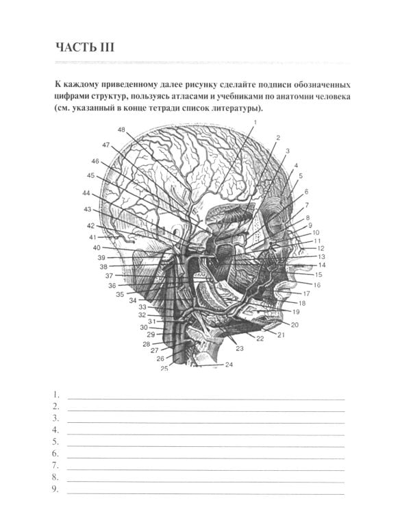 Анатомия человека. Сосуды и нервы органов головы и шеи. Рабочая тетрадь для сомостоятельной работы