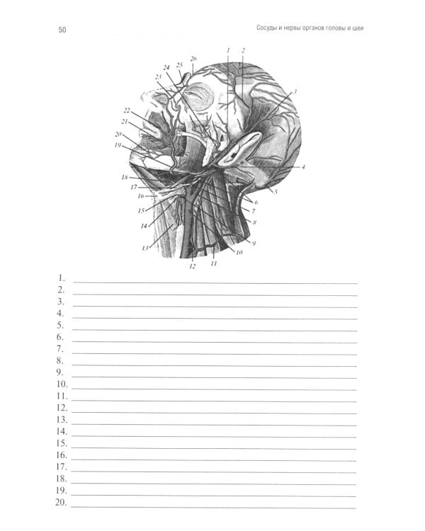 Анатомия человека. Сосуды и нервы органов головы и шеи. Рабочая тетрадь для сомостоятельной работы