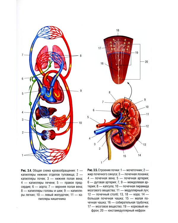 Детская анестезиология и реаниматология, основы помощи при неотложных состояниях в неонатологии: Учебное пособие