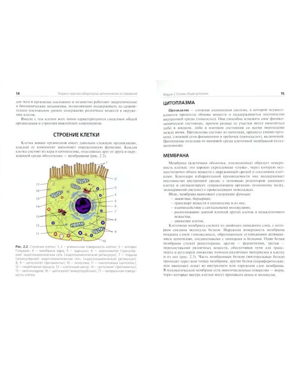 Теория и практика лабораторных цитологических исследований: Учебник