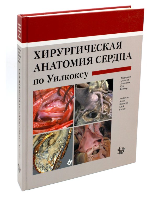 Хирургическая анатомия сердца по Уилкоксу