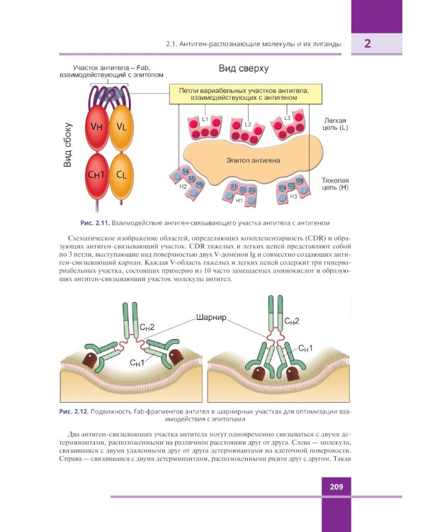 Иммунология. Атлас. 3-е изд., обновл