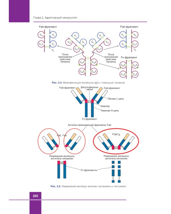 Иммунология. Атлас. 3-е изд., обновл