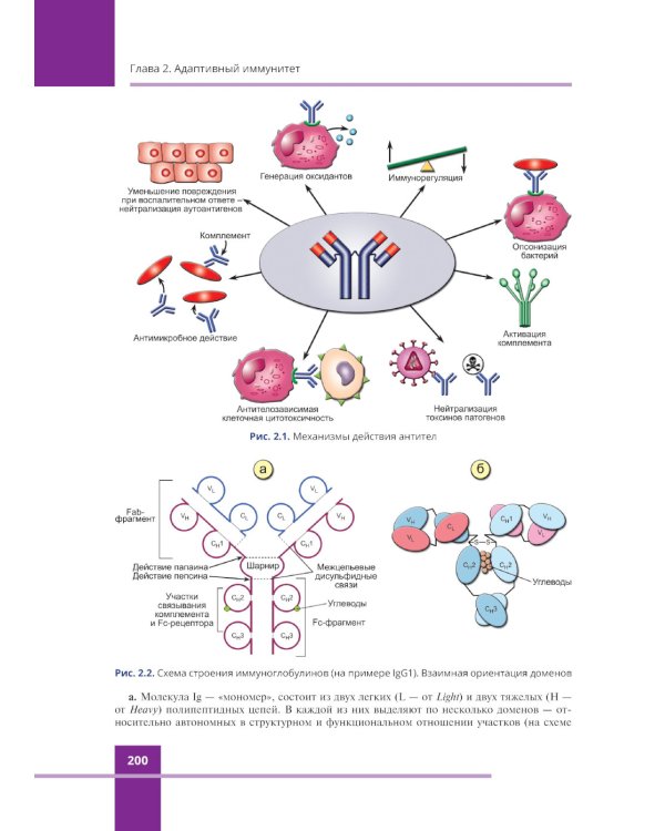 Иммунология. Атлас. 3-е изд., обновл