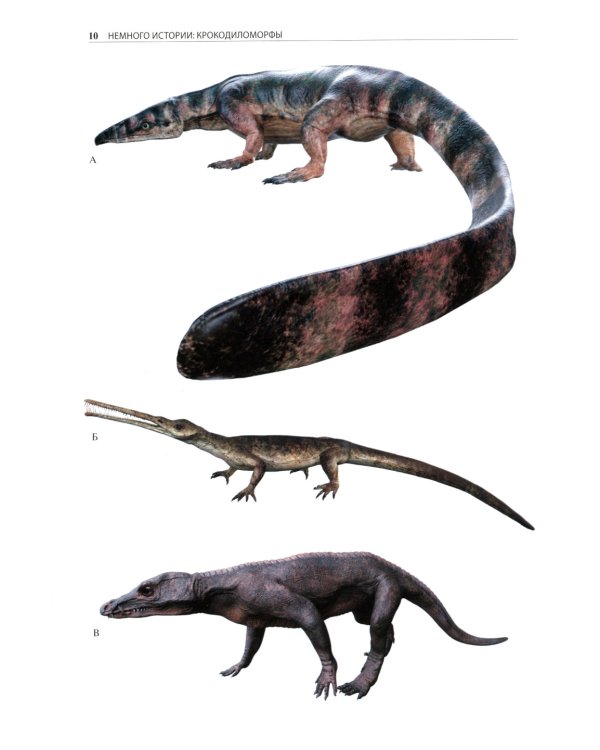 Крокодилы мира. Энциклопедия