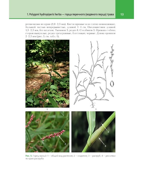 Атлас лекарственных растений и примесей к ним: Учебное пособие