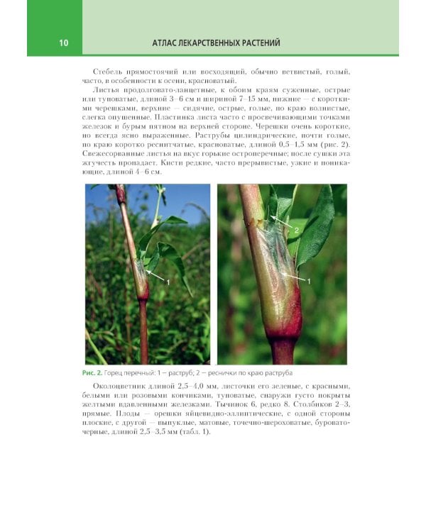 Атлас лекарственных растений и примесей к ним: Учебное пособие