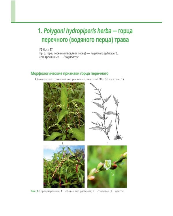 Атлас лекарственных растений и примесей к ним: Учебное пособие