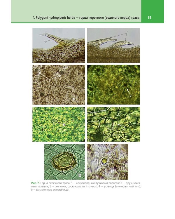 Атлас лекарственных растений и примесей к ним: Учебное пособие