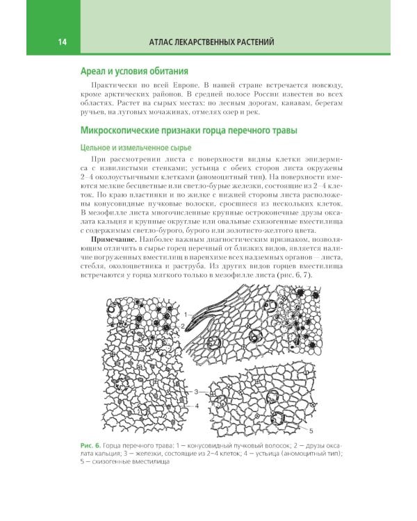 Атлас лекарственных растений и примесей к ним: Учебное пособие