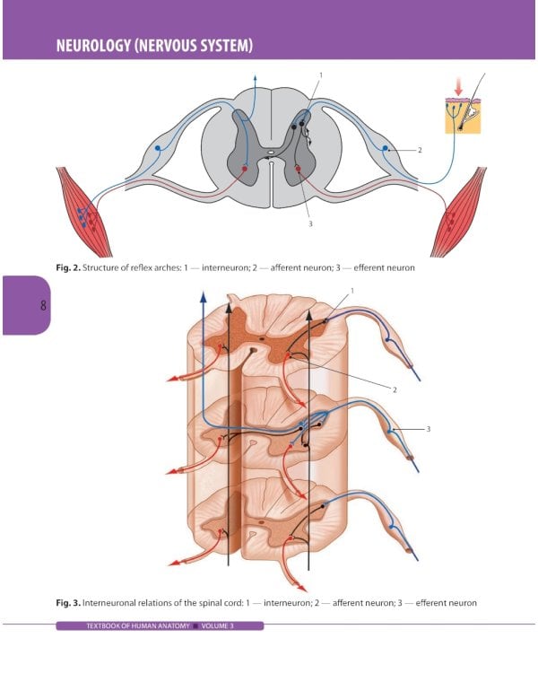 Textbook of Human Anatomy. In 3 vol. Vol. 3. Nervous system. Esthesiology: на англ.яз