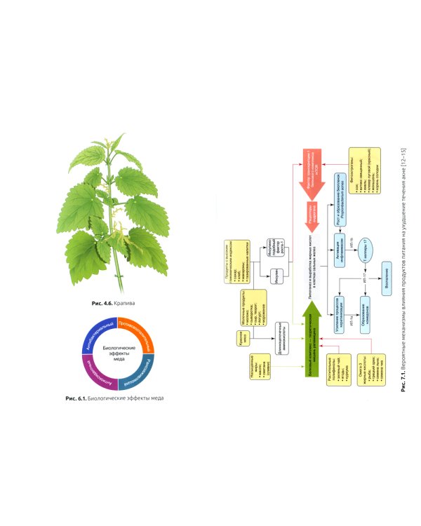 Интегративная дерматология. Практическое руководство по лечению акне и розацеа