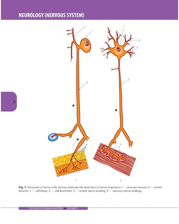 Textbook of Human Anatomy. In 3 vol. Vol. 3. Nervous system. Esthesiology: на англ.яз