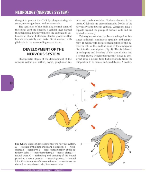 Textbook of Human Anatomy. In 3 vol. Vol. 3. Nervous system. Esthesiology: на англ.яз