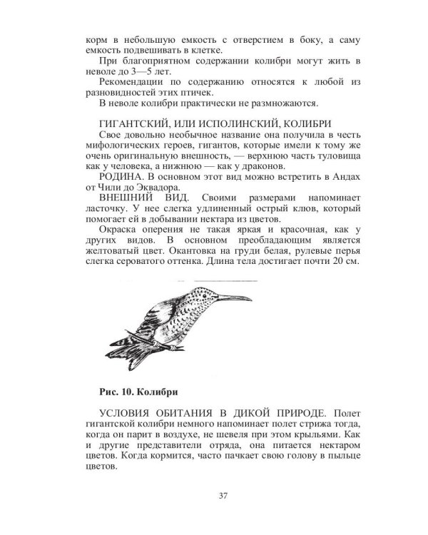 Такие знакомые птицы: гуси, лебеди, утки, куры, стрижи, совы, орлы, соколы